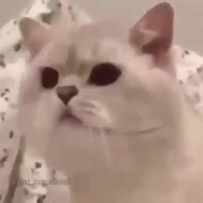 O PC do MeiaUm na liva ksksks