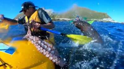 A Seal slaps a kayaking man with Octopus