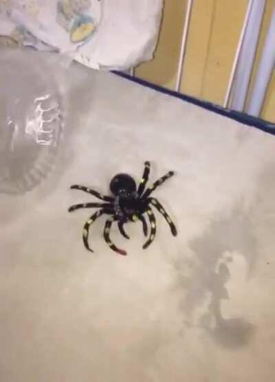 Man, ela ganhou vida como?