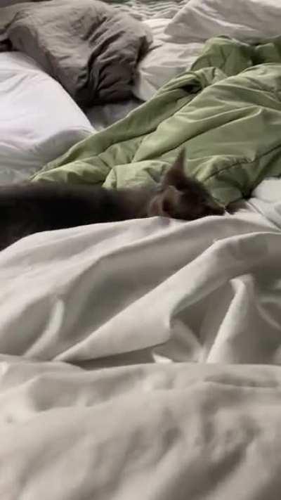 Miss Jester is the best at yelling and will be available for adoption from TLC Animal Refuge in KY after 6/11 :)