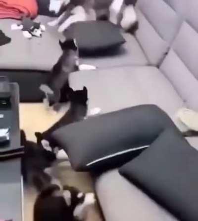 is the husky afraid of his kids or is he teaching the lesson of being stupid🤔