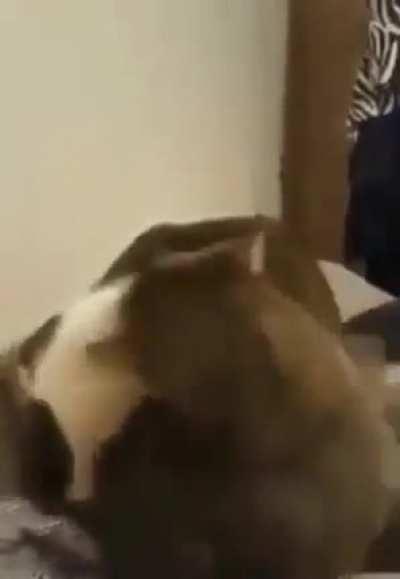 that cat truly has a half life now.