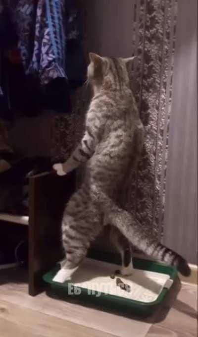 In Siberia it's soooo cold.... How cold is it? Even the cats shit standing up!