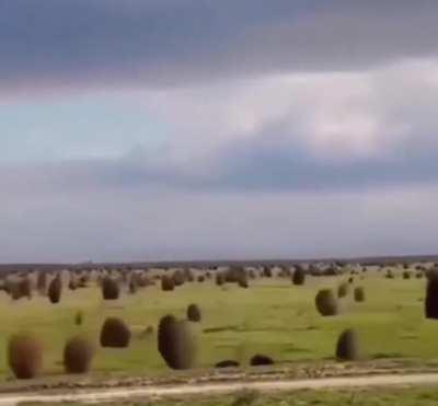 The Great Tumbleweed Migration, they need us