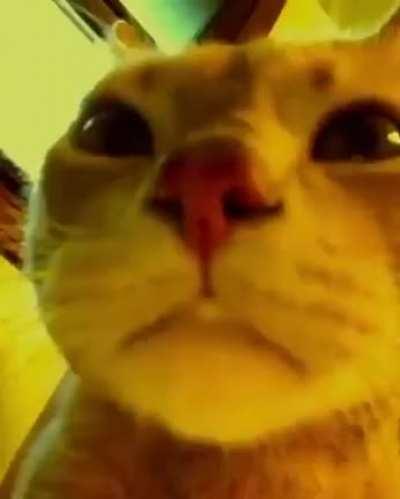 Me watching TGS tomorrow, expecting Silent Hill but seeing Konami announce a bunch of Anime games