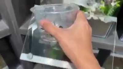 holsum cute video :DDDDDDD