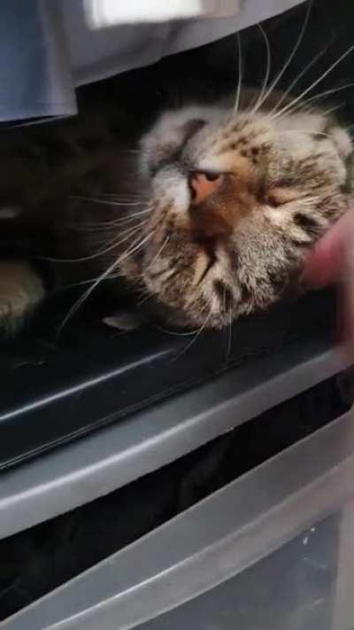 Couldn't find my cat for hours... found him :)