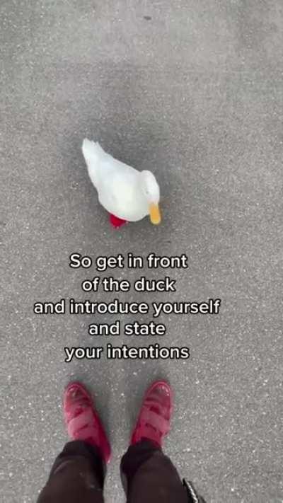 Duck PSA
