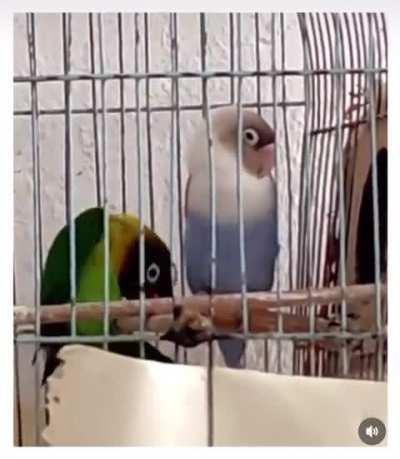 Argentino: A  // brasileiro: