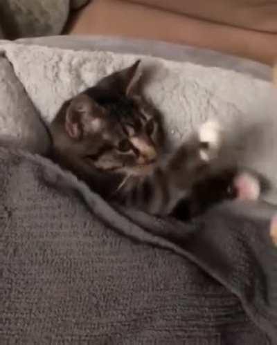 kitty need teddy bear