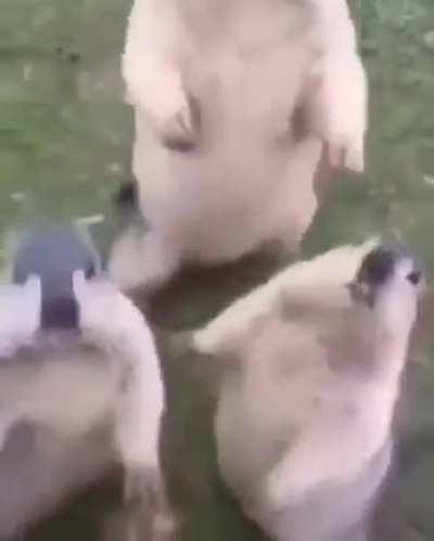 There wasn't any rule about this so...