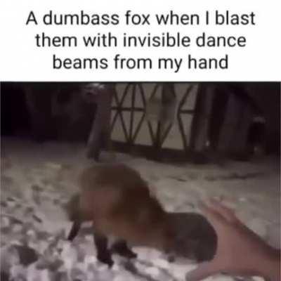 Get groovin' 'd, dumb fox