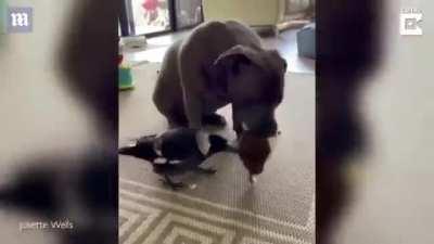 Bird thinks its a dog