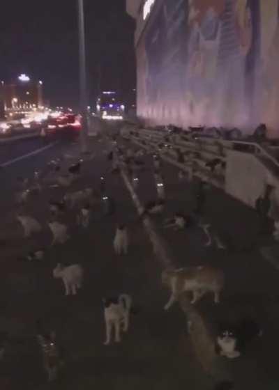 Cockroaches in my kitchen when I turned on the light :