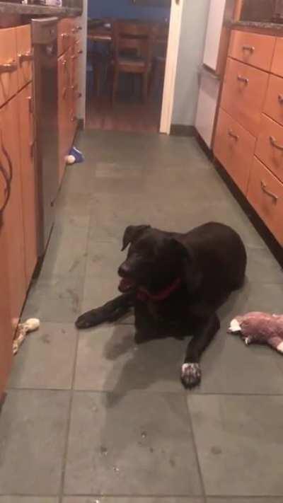 Archie committing 8 counts of hit and run on poor old Lucky!