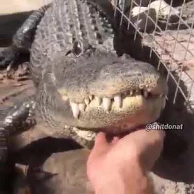 smurfdomuca - Video #8824