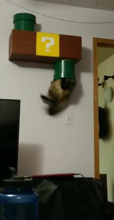 I need this in my house...