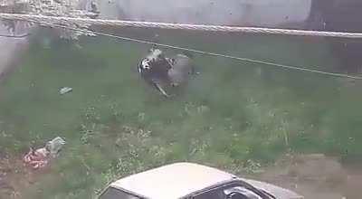 NSFW WCGW (messing with a bull)