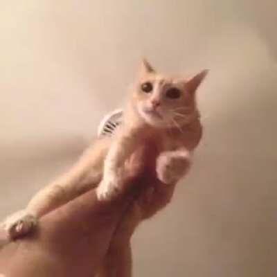 gato helicóptero (pra quebrar um pouquinho o clima C: )