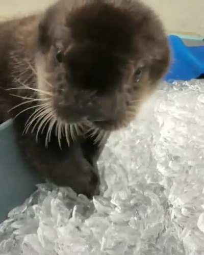 Baby otter eating ice