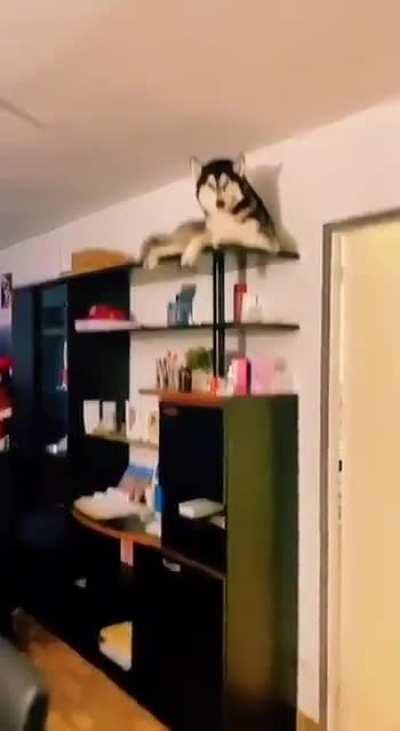 Let's get a husky, he won't break anything they said lmao