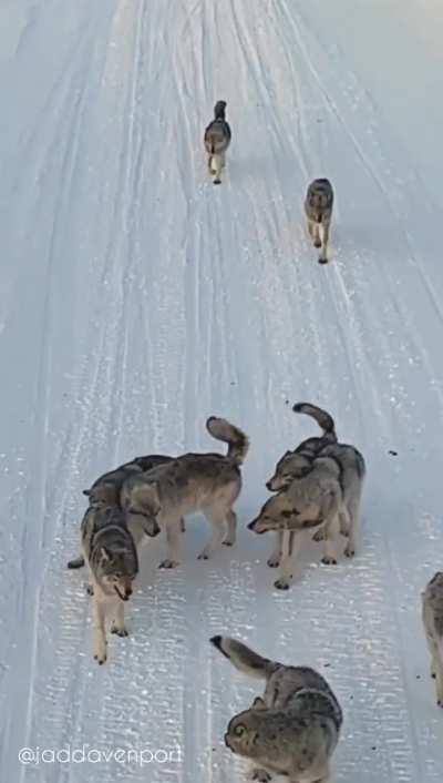 🔥 Precious reactions when mother wolf returns to pack - Manitoba, Canada