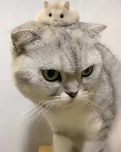 🐱🐹