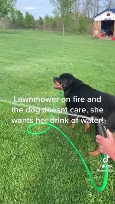 Who cares if the lawn mower is on fire, I’m thirsty