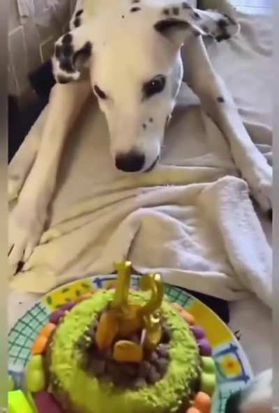 A paralyzed dog…and an owner who taught him to walk again with unconditional love