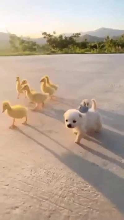 ArmY of DeTh MaRcHeS TowArd fInal dOom aS GeNeRAl GIVEs OrDeRS fRom hiS tRUStY Steed