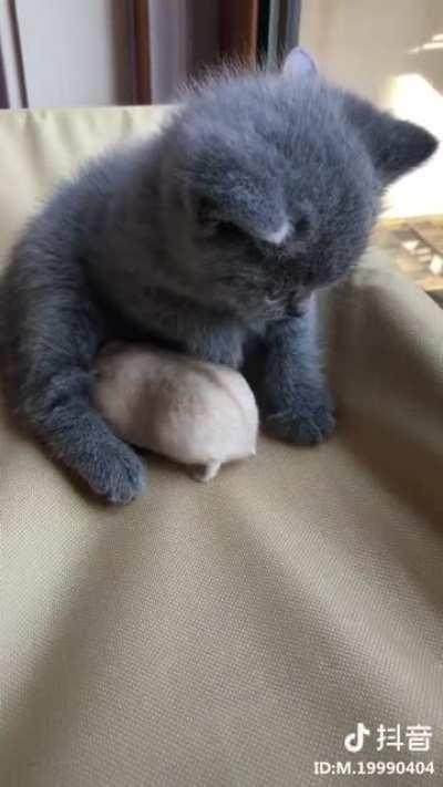 Illegal cat has a new hosta... friend