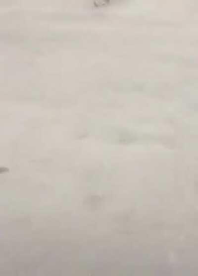 Growling at a dog in its own language.