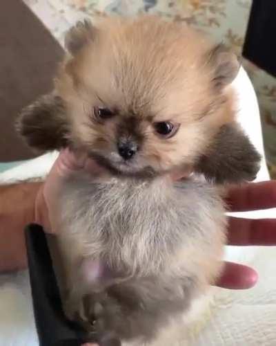 Grumpies need brushes too