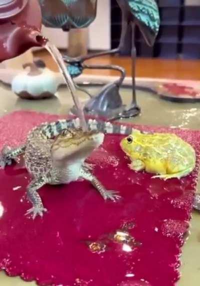 jschlattsubmissions - Video #5053