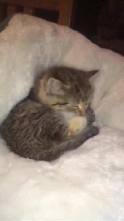 professional groomer kitten and his chick