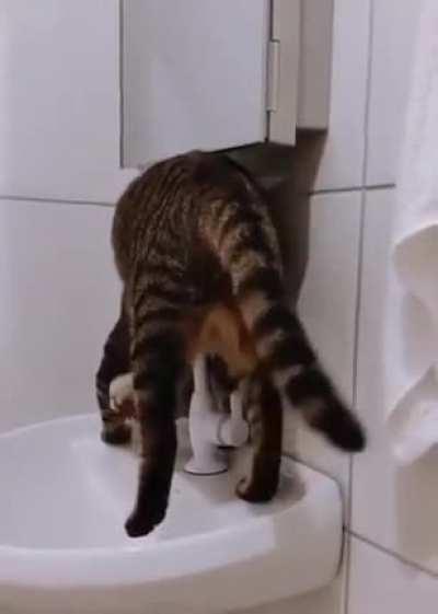 I relate more to this cat than I’m ready to admit…