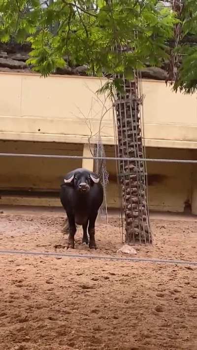 Buffalo lends a helping horn to a tortoise