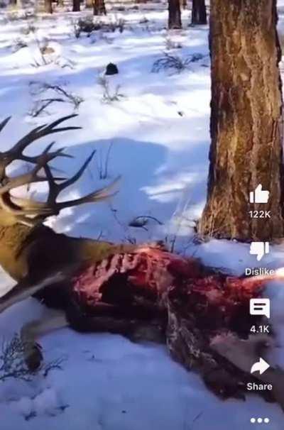 Deer gets antlers stuck trying to fight with dead deer that was half eaten by coyotes