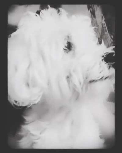 Saying goodbye to Sophie