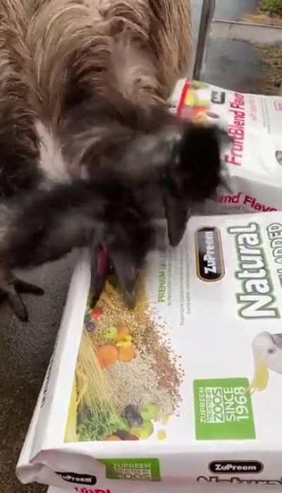 These emu girls were bamboozled by a picture of bird food on the bag