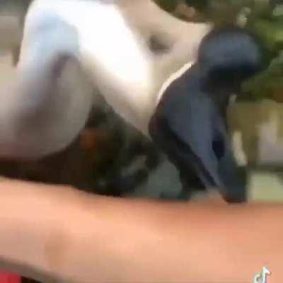 BeelcitosMemes - Video #2965