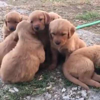 A puddle of Golden nuggets
