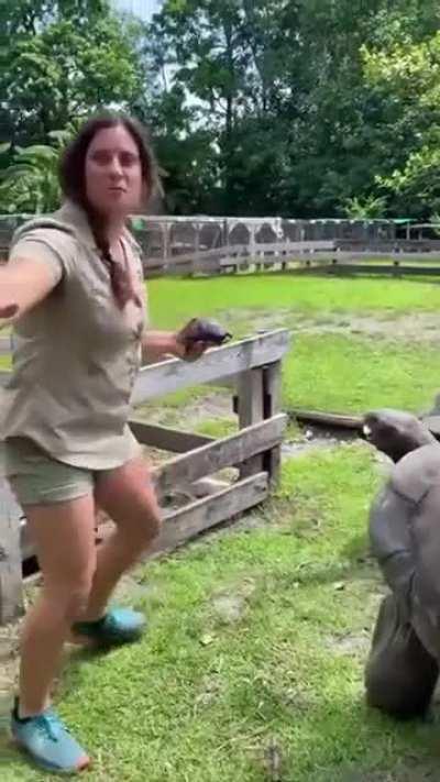 Master Oogway in action!