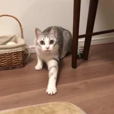 Meow, meow, meow... tap, tap, tap