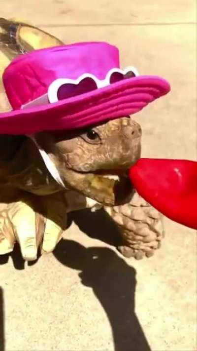 Thanks, I love tortoise hats