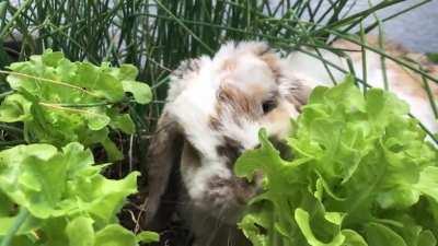 Livin‘ in salad paradise