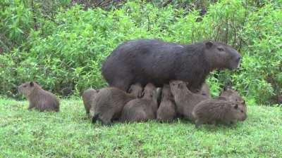 The lesser capybara (Hydrochoerus isthmius), found in Panama, Colombia and Venezuela, is considered distinct from its larger relative, the greater capybara (Hydrochoerus hydrochaeris) which inhabits more southerly areas. Here is a female lesser capybara n