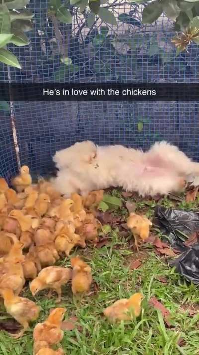 He just loves being around the chirpss