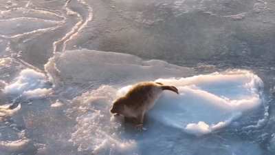 Don't be afraid little ))