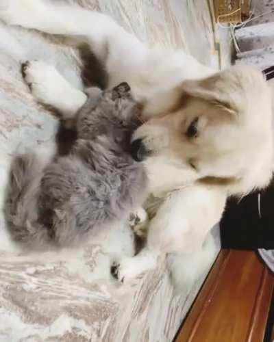 Luna and Loki spending some quality time together